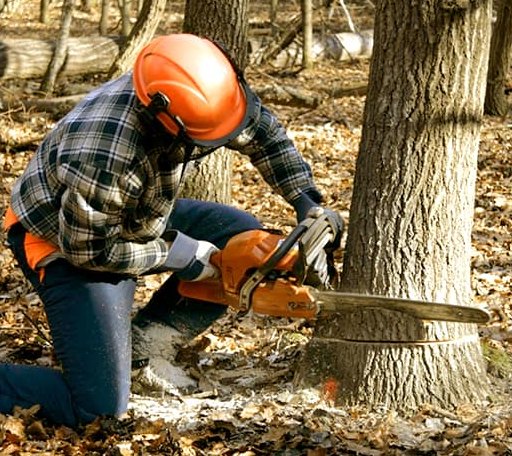 Tree Removal in Oakwood, GA